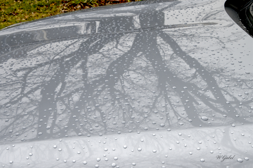 Dogwood tree.jpg