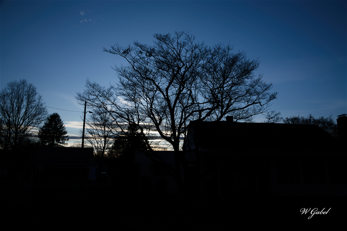 DogWoodTree sm.jpg