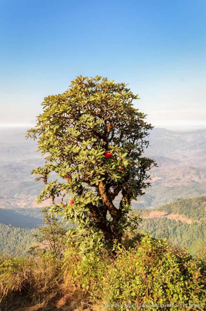 doi inthanon tree.jpg