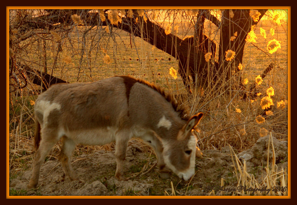 Donkey in the Sunset 3-2-2016.jpg