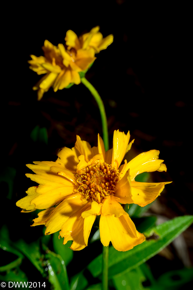 Double Burst (1 of 1).jpg