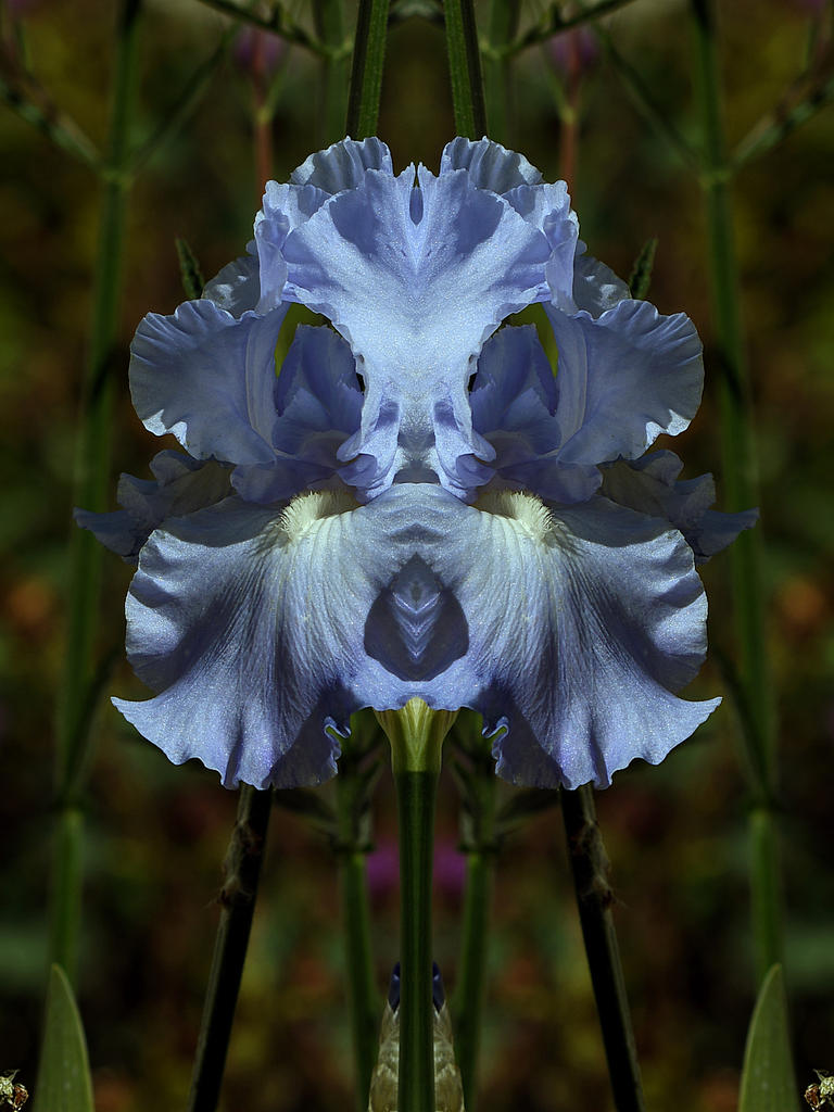DoubleIris4.jpg