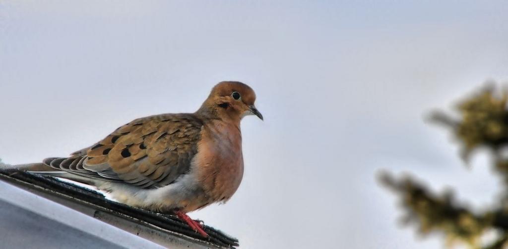 dove 1200.jpg