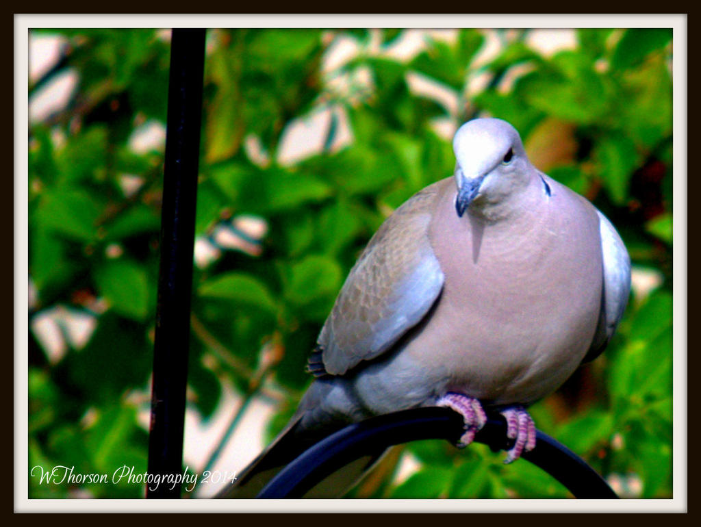 Dove 2.jpg
