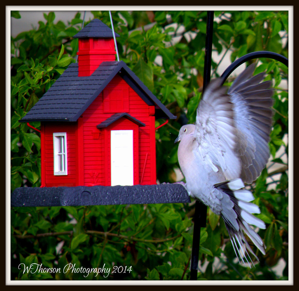 Dove 3.jpg