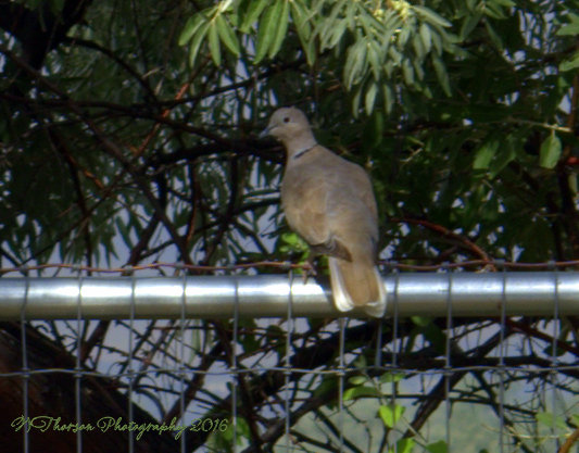 Dove 8-4-2016.jpg