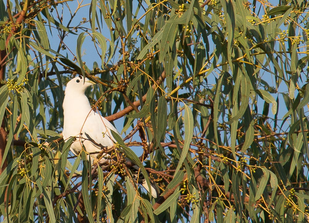 Dove 80-400-1.jpg