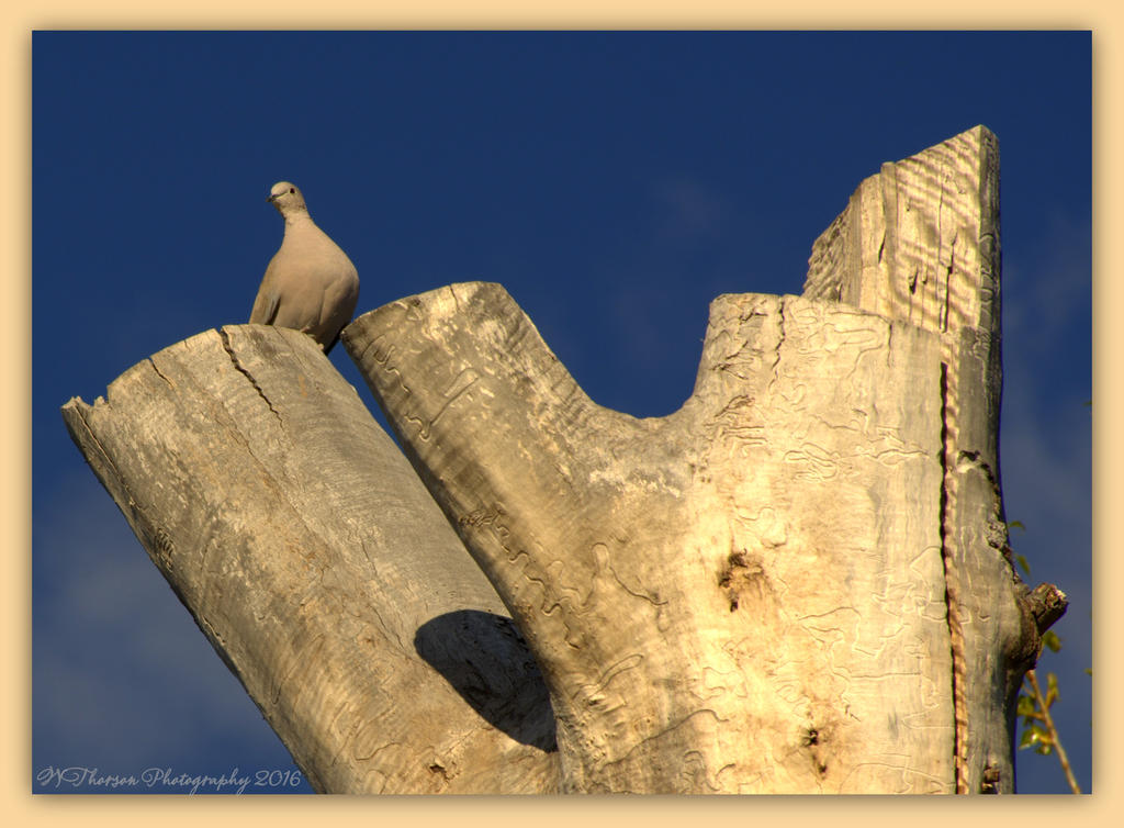 Dove in a Tree Stump 4-12-2016.jpg