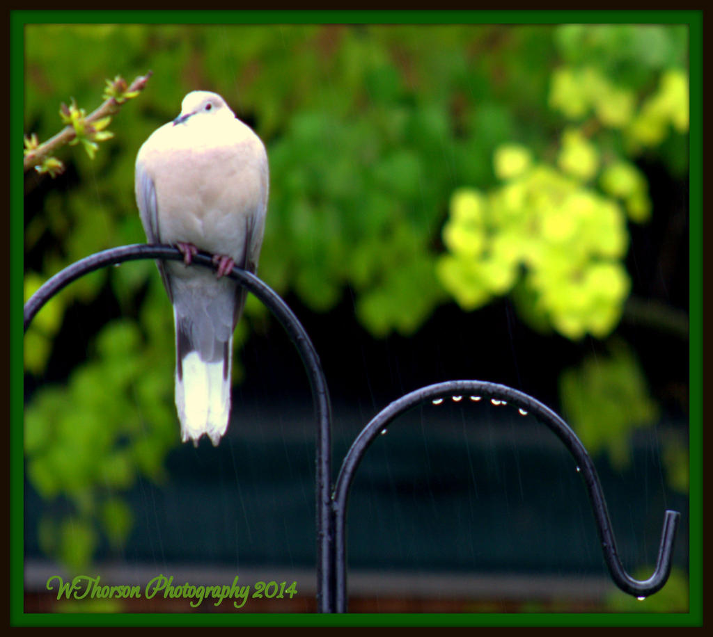 Dove in the Rain 2.jpg