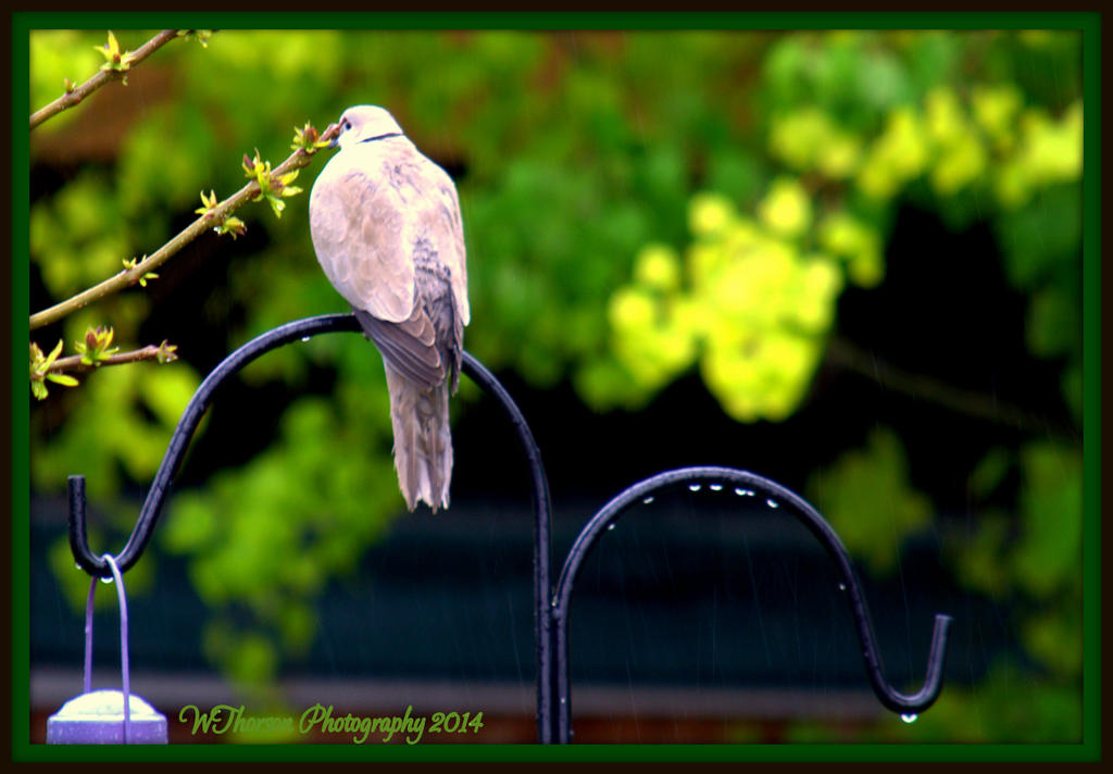 Dove in the Rain 3.jpg