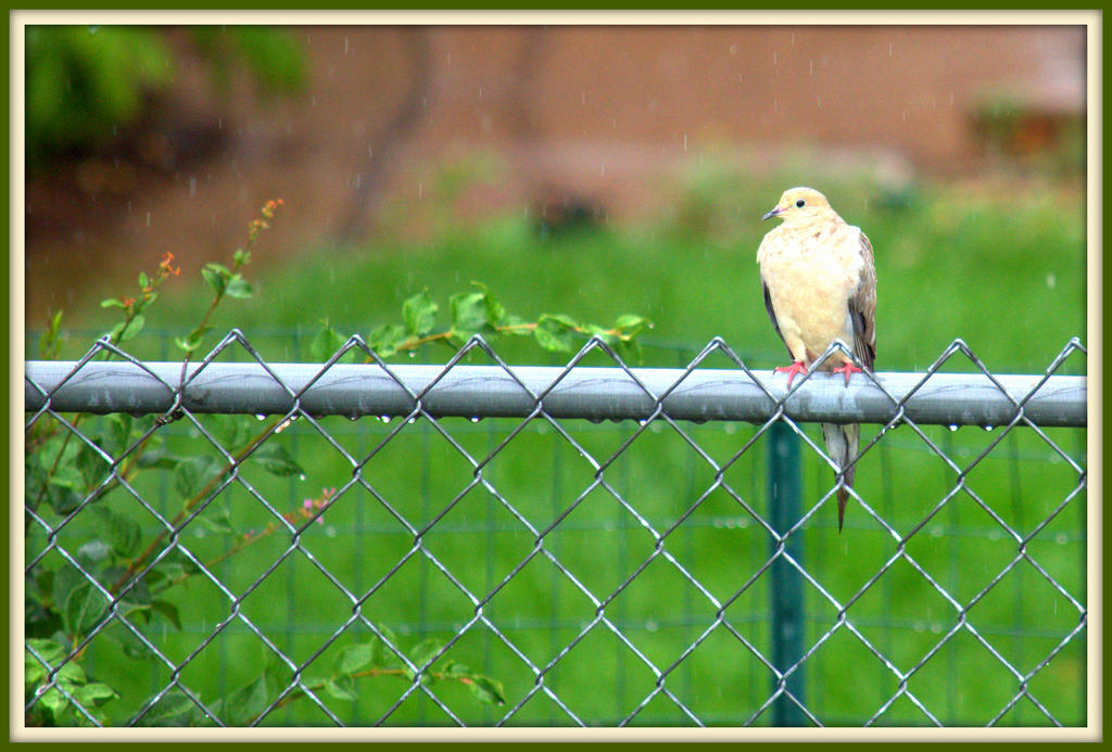 Dove in the Rain  7-30-2014.jpg