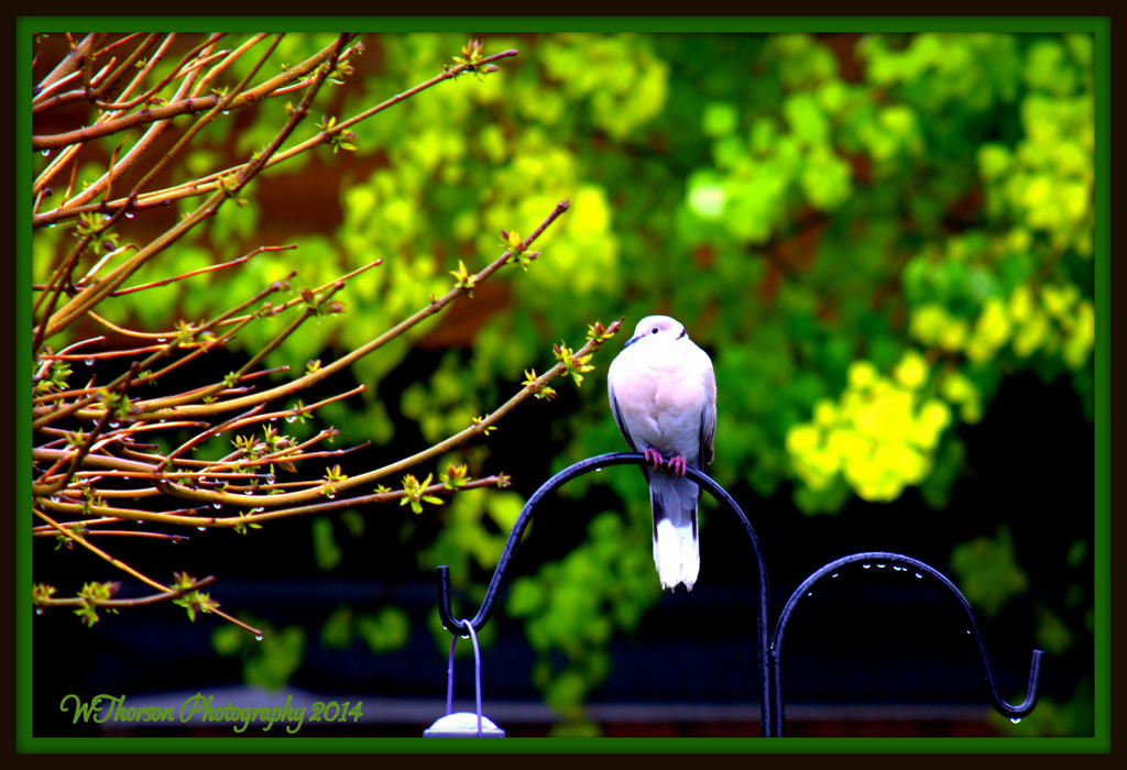 Dove in the Rain.jpg