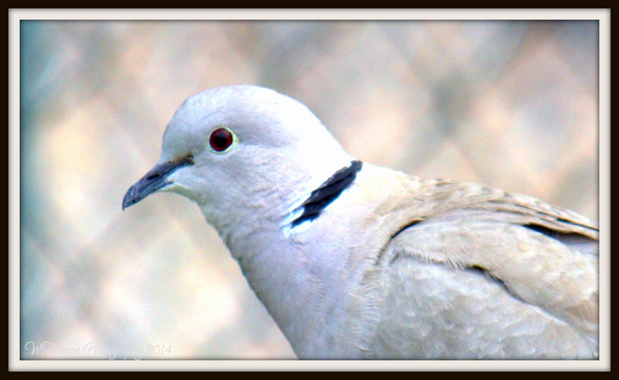 Dove in the Yard.jpg