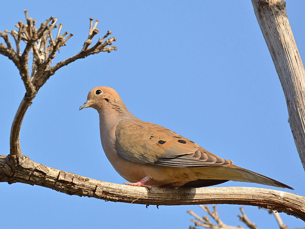 Dove.jpg
