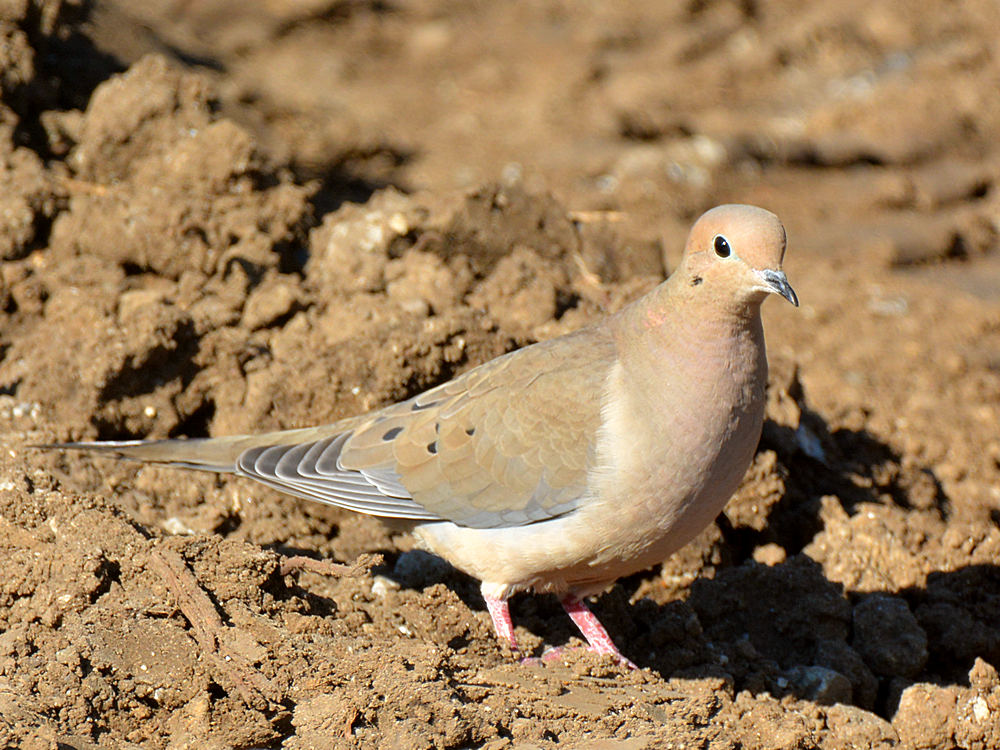 Dove.jpg