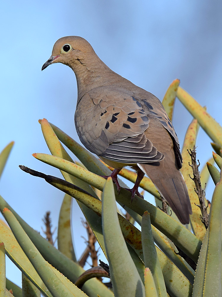 Dove.jpg