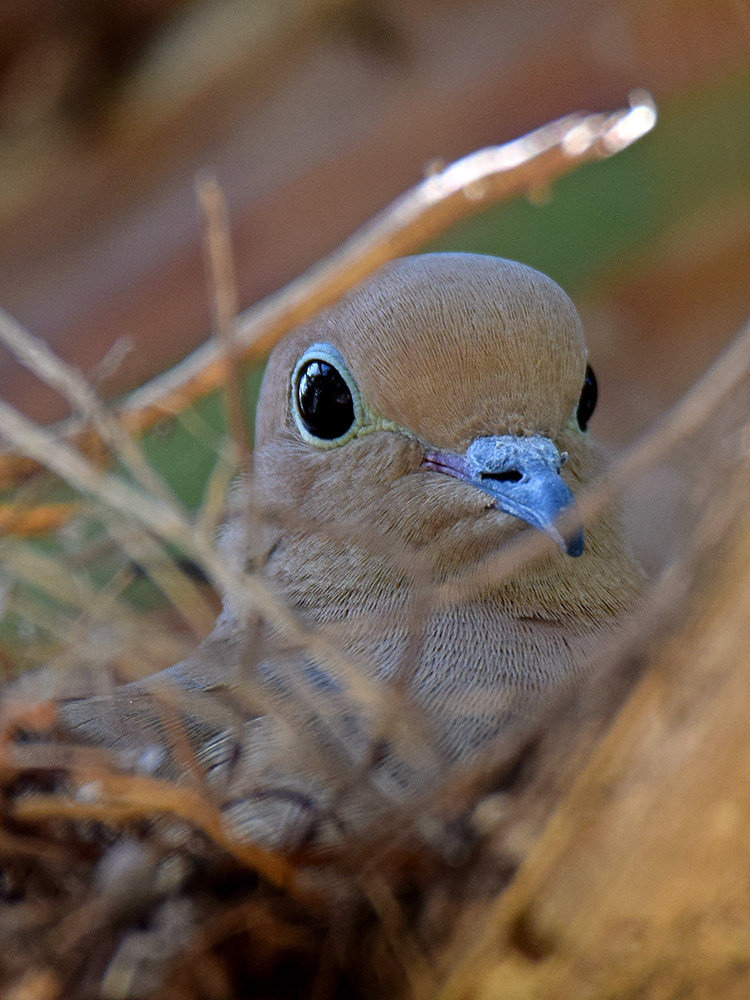 Dove.jpg