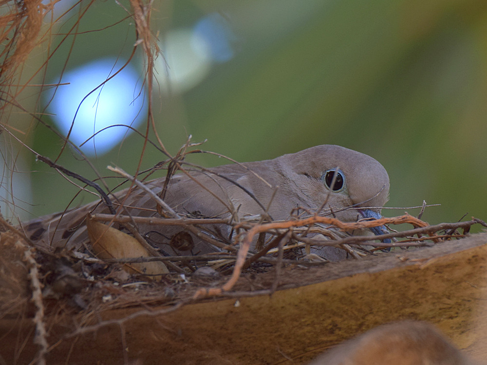 Dove.jpg