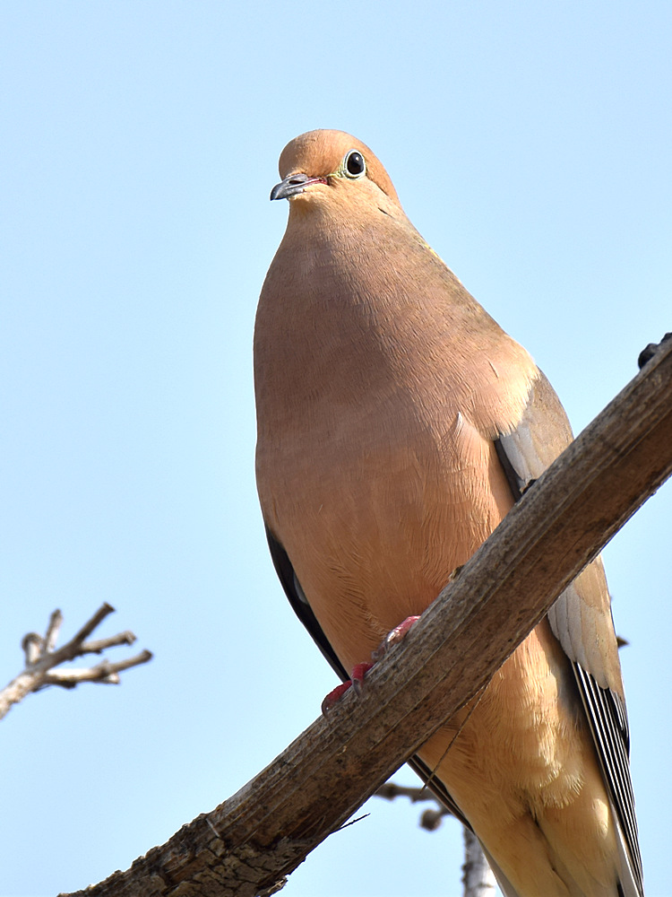 Dove.jpg