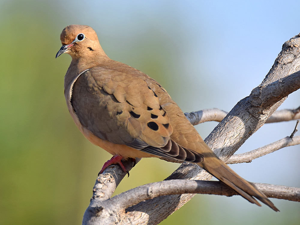 Dove.jpg