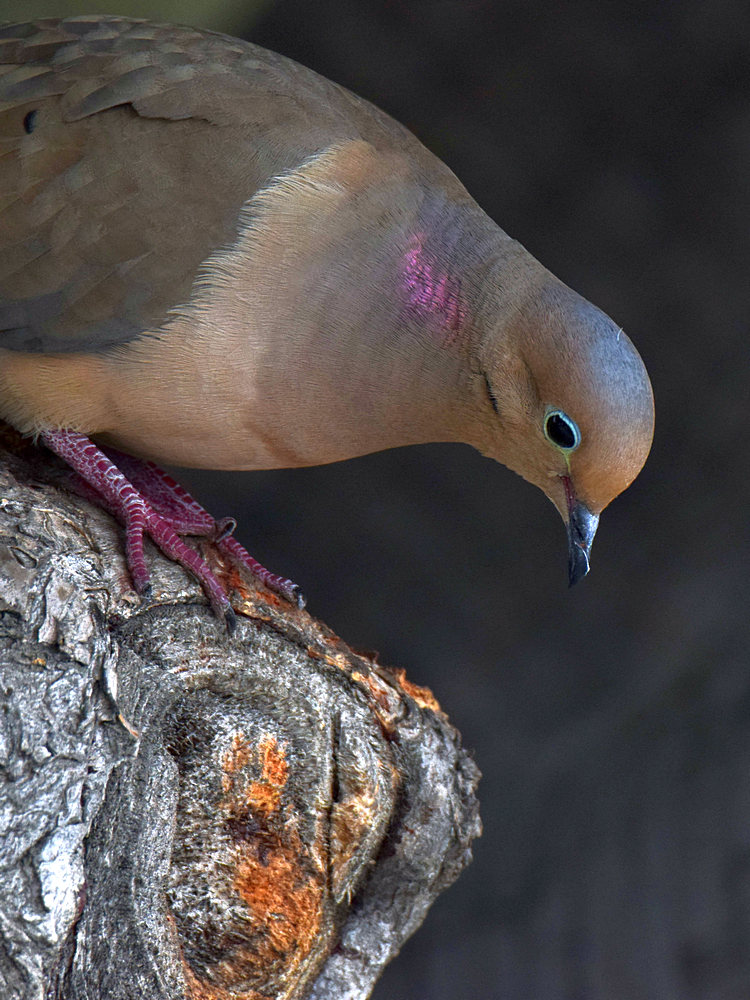 Dove.jpg