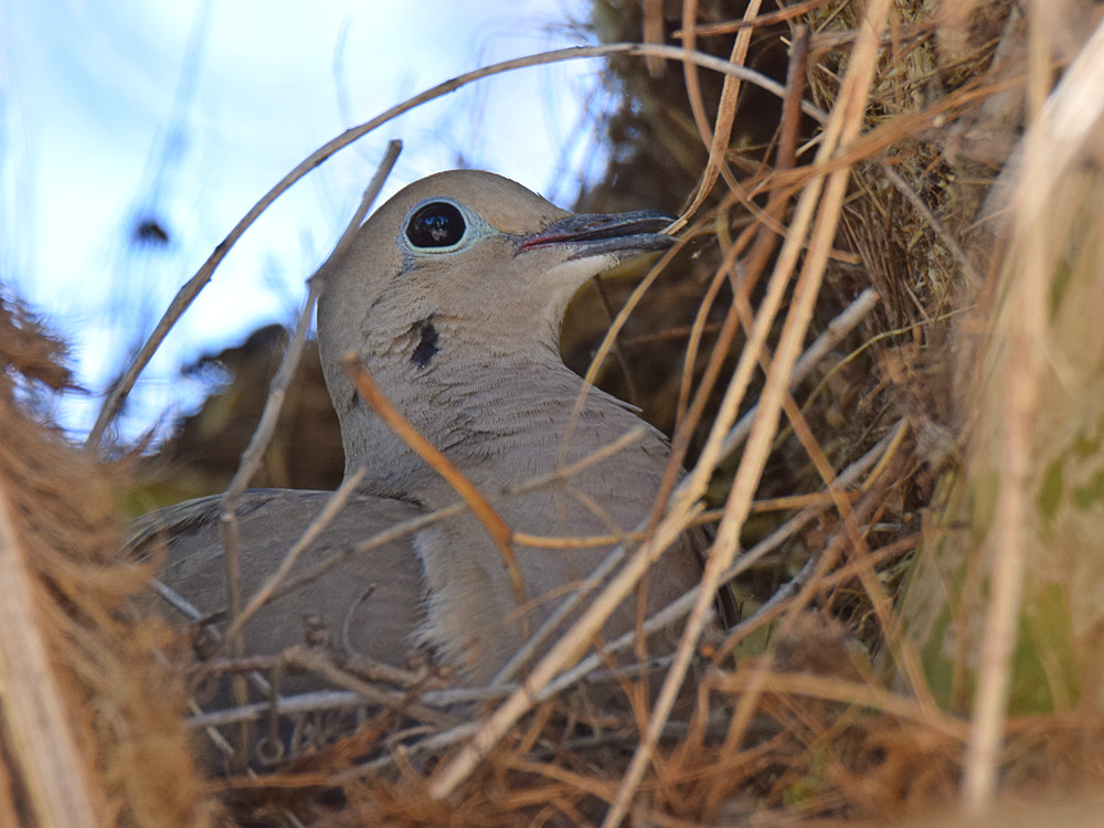 Dove.jpg