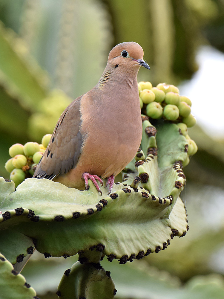 Dove.jpg