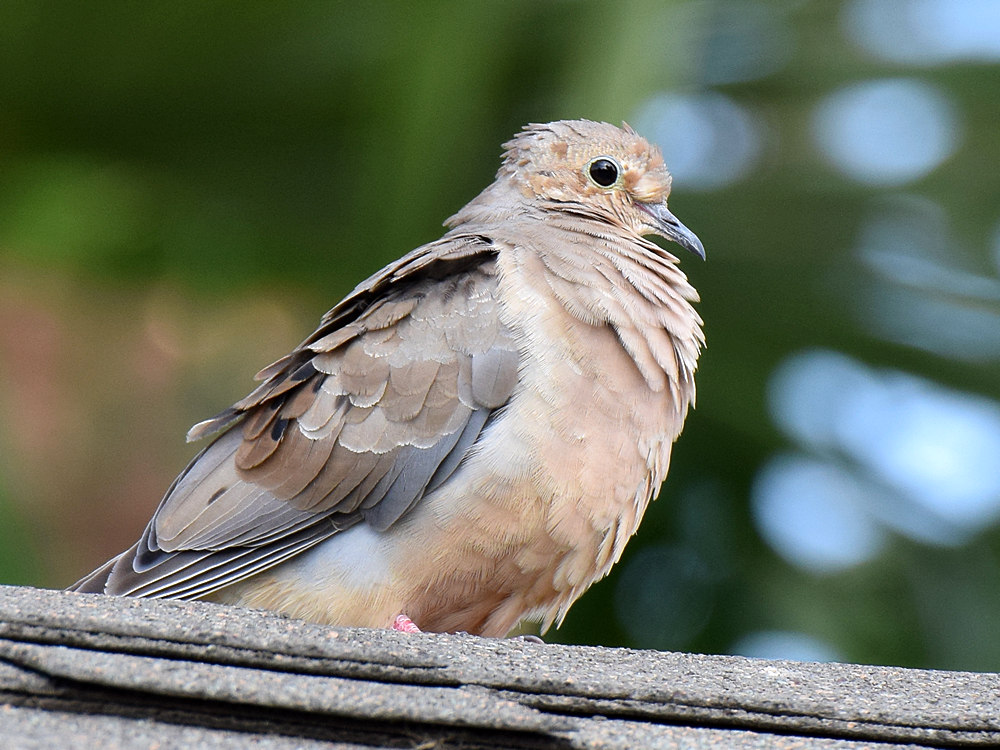 Dove.jpg