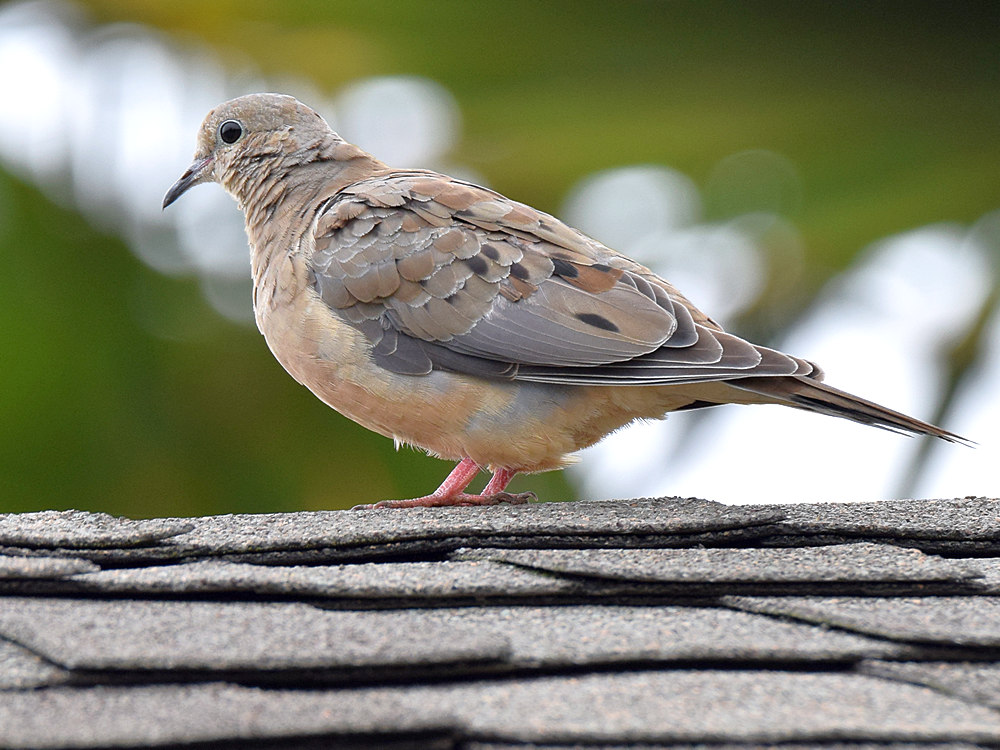 Dove.jpg