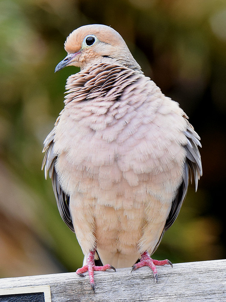 Dove.jpg