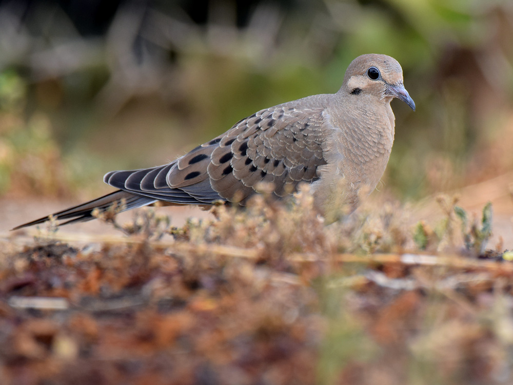 Dove.jpg