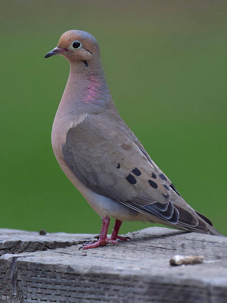 Dove.jpg
