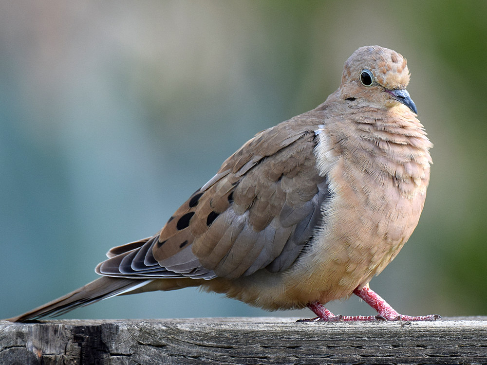 Dove.jpg