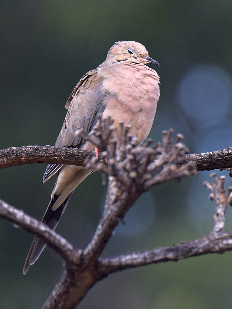 Dove.jpg