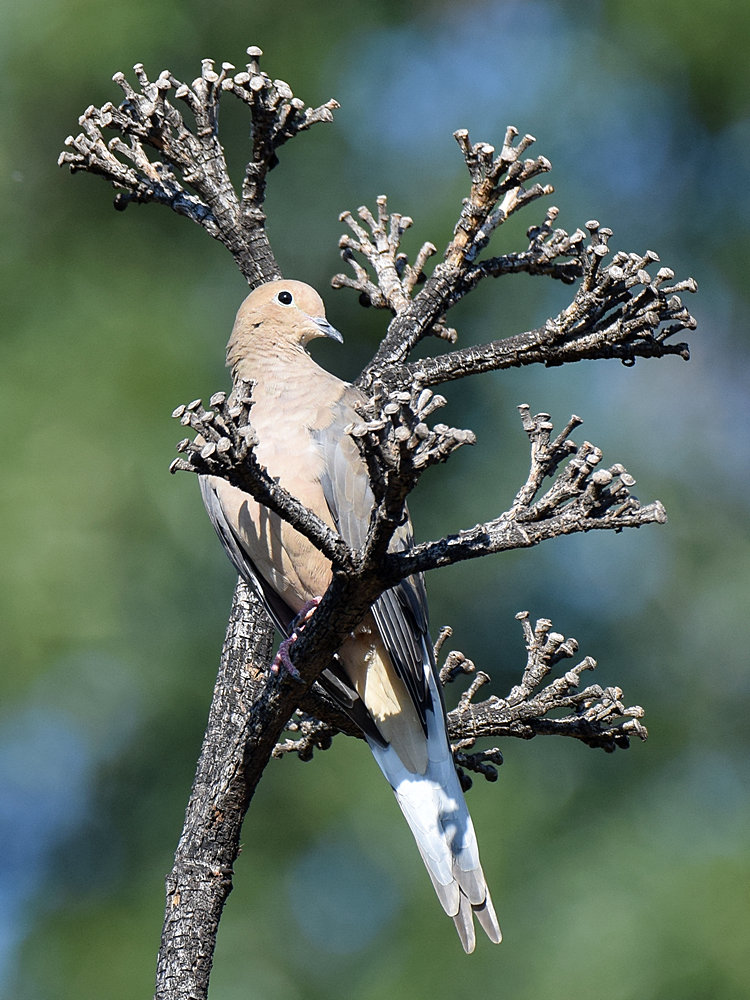 Dove.jpg