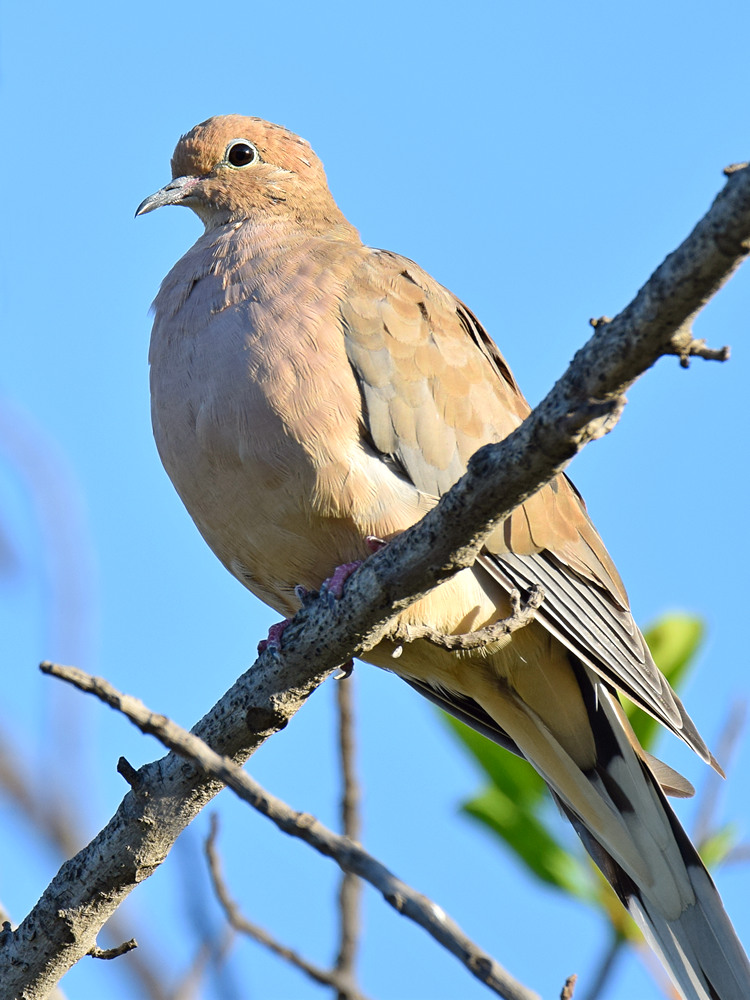 Dove.jpg