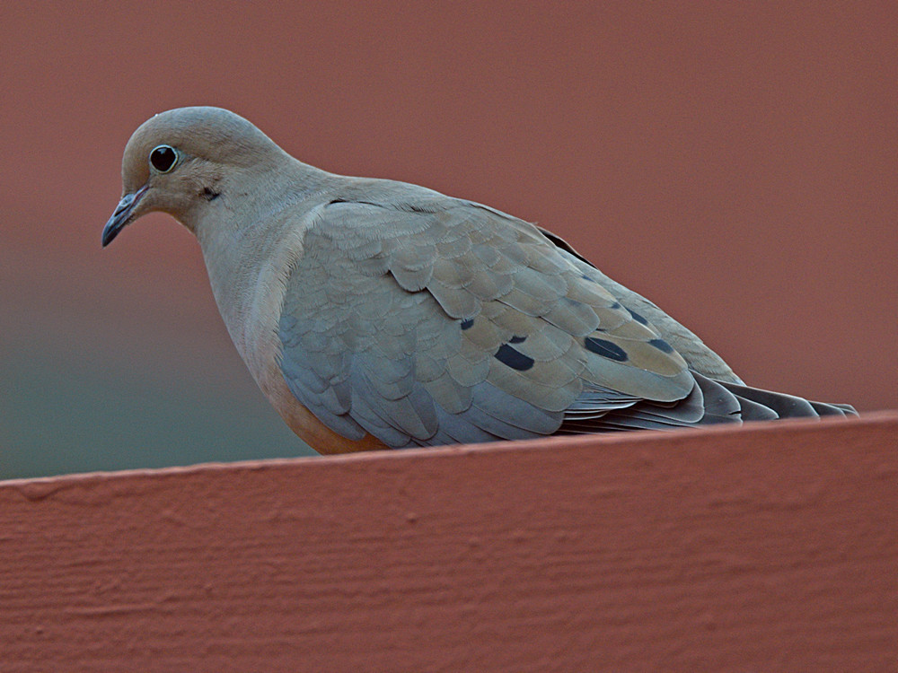 Dove.jpg