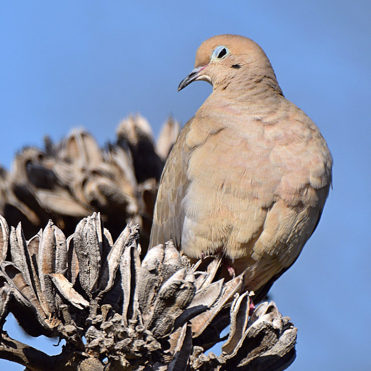 Dove.jpg