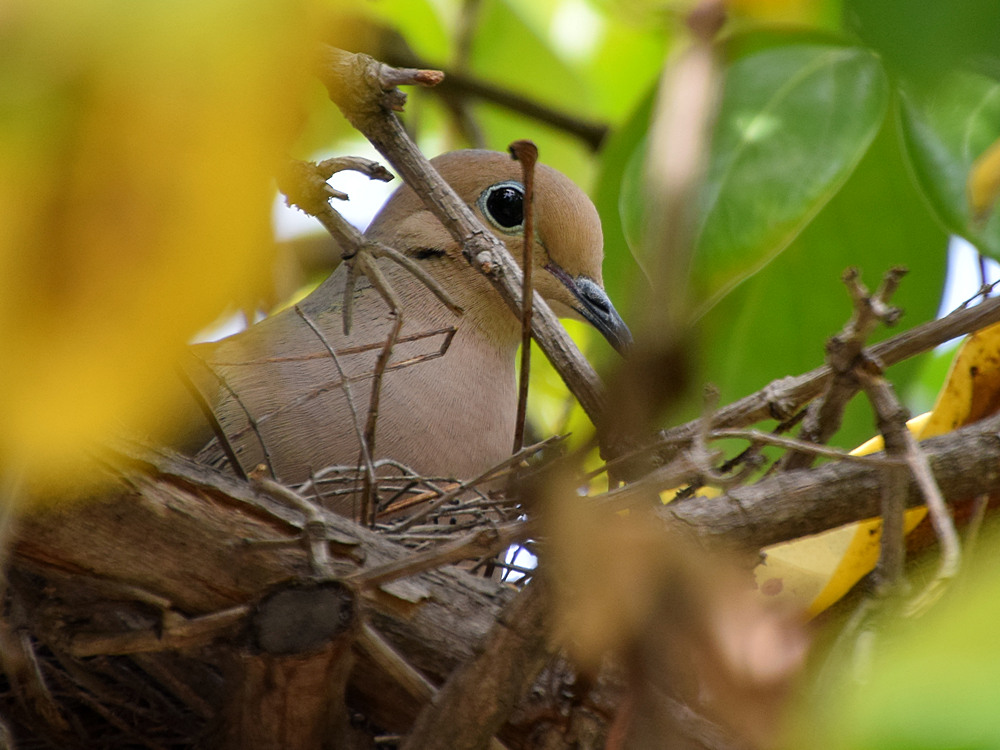 Dove.jpg