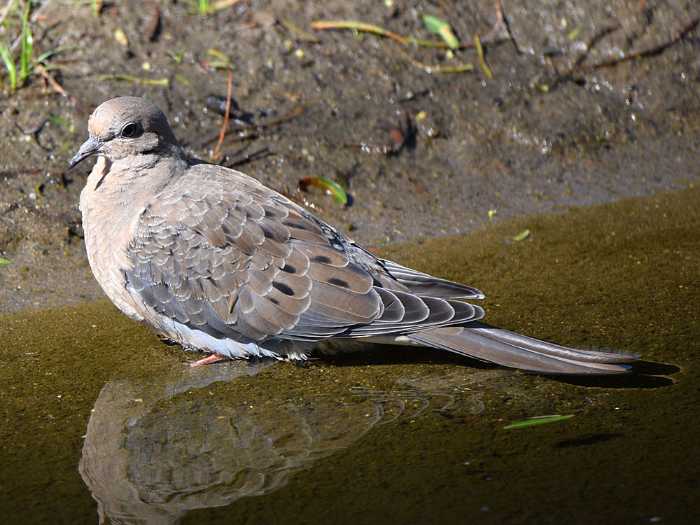 Dove.jpg
