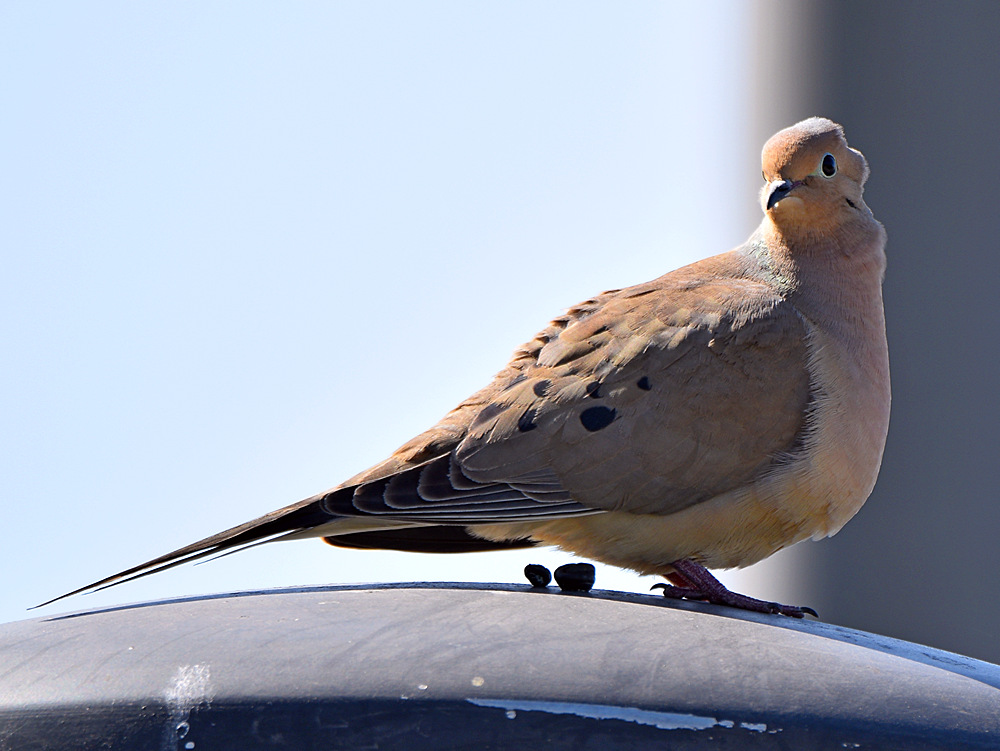 Dove.jpg