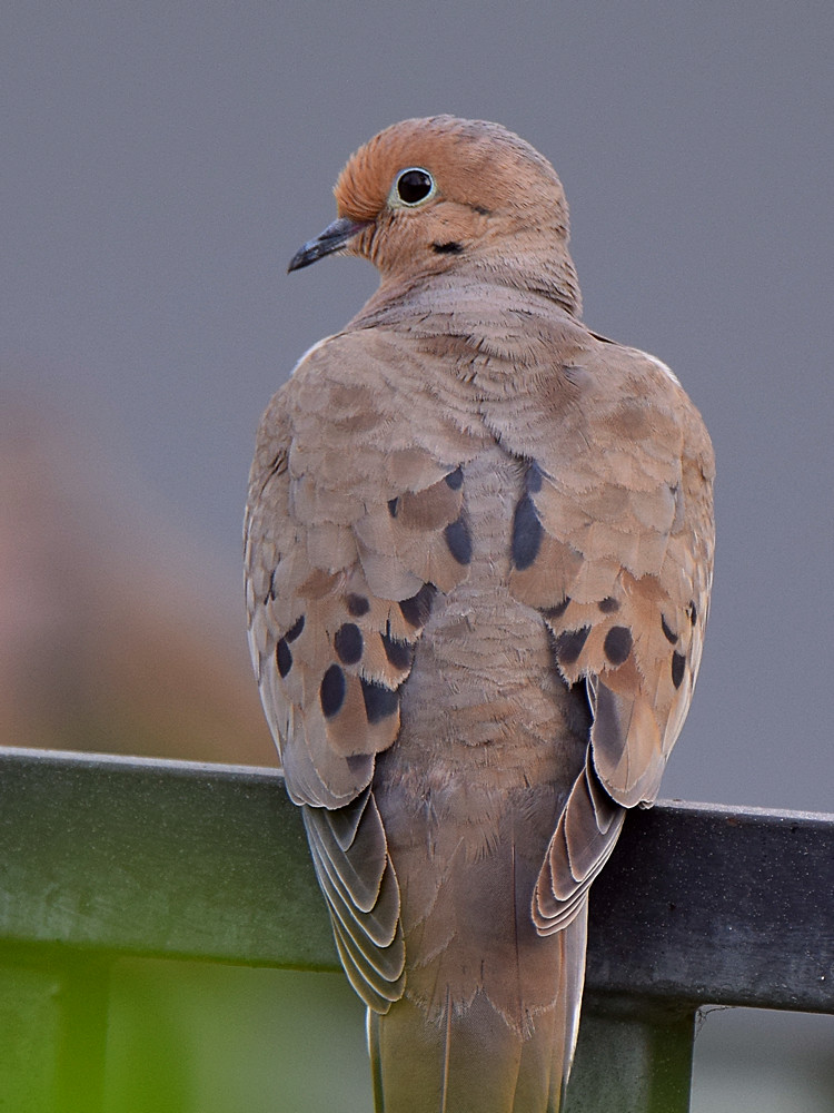 Dove.jpg