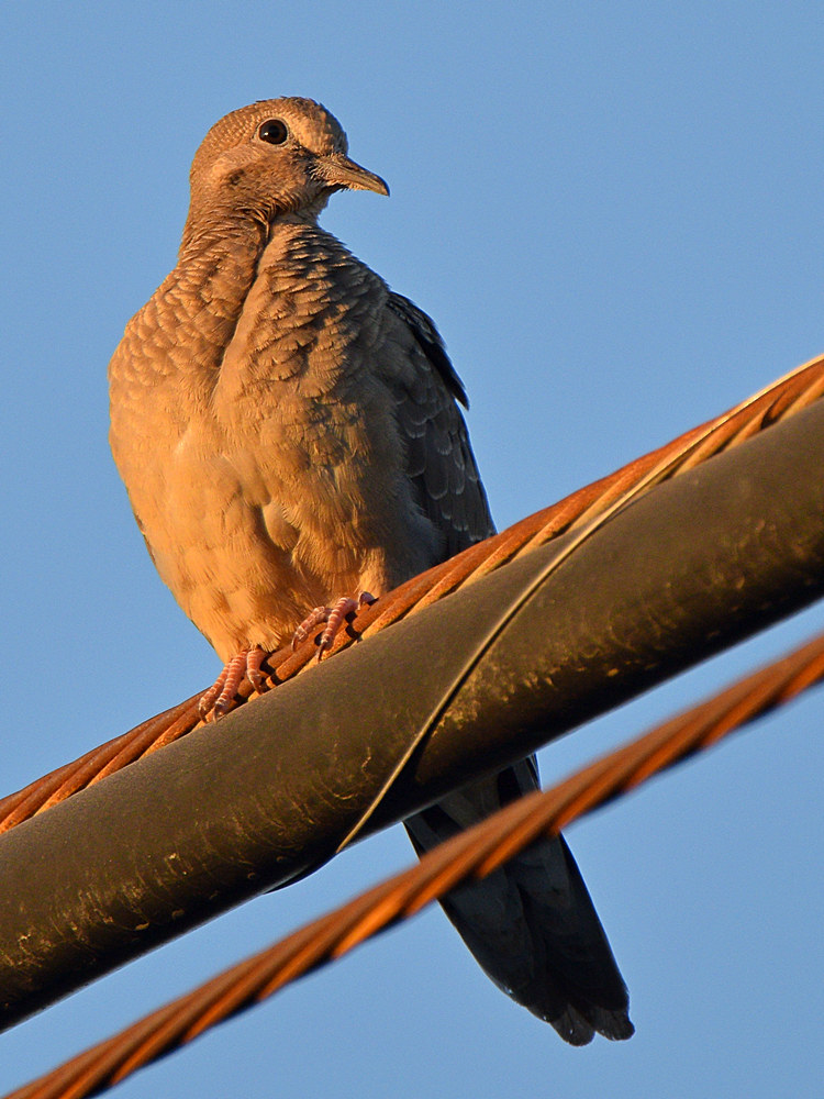 Dove.jpg
