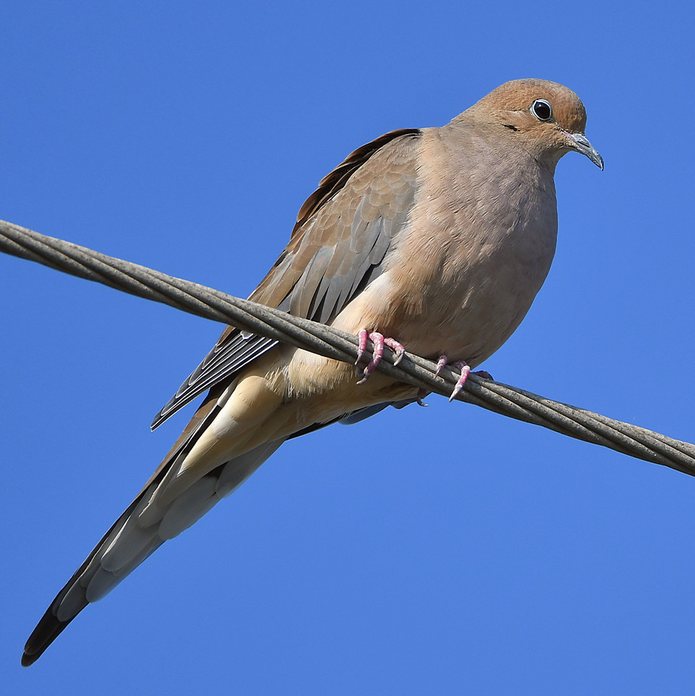 Dove.jpg