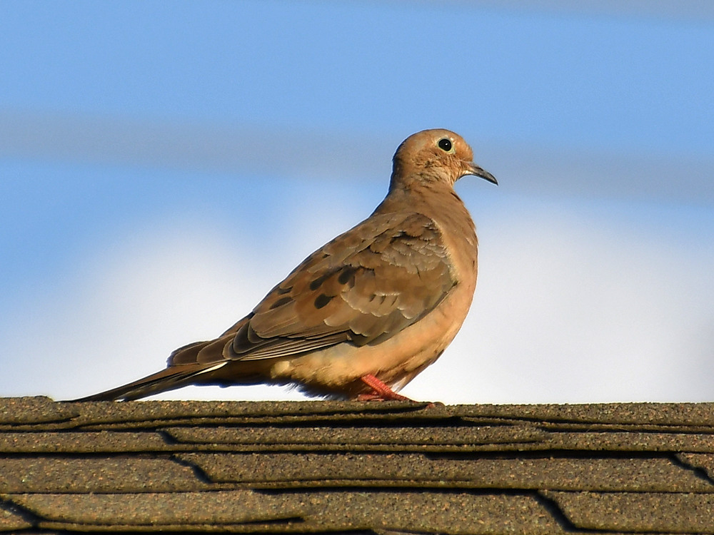 Dove.jpg