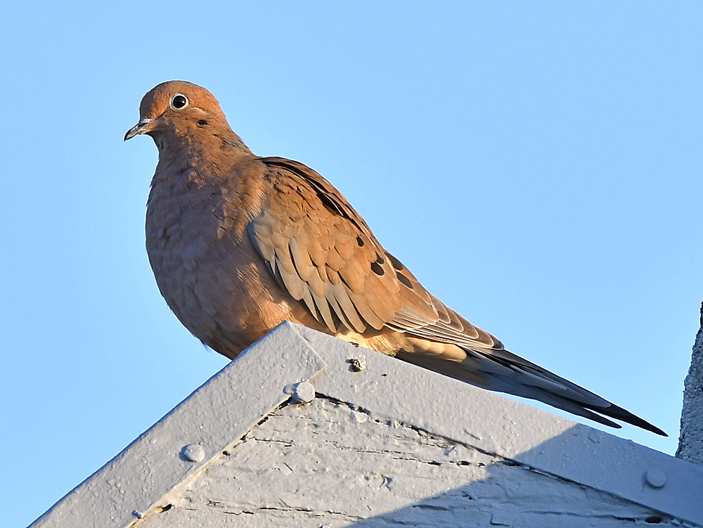Dove.jpg