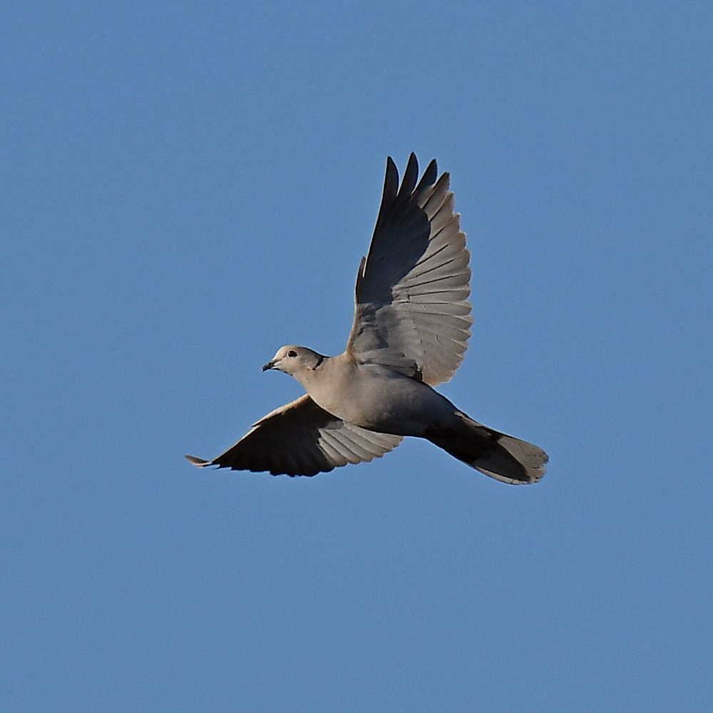 Dove.jpg