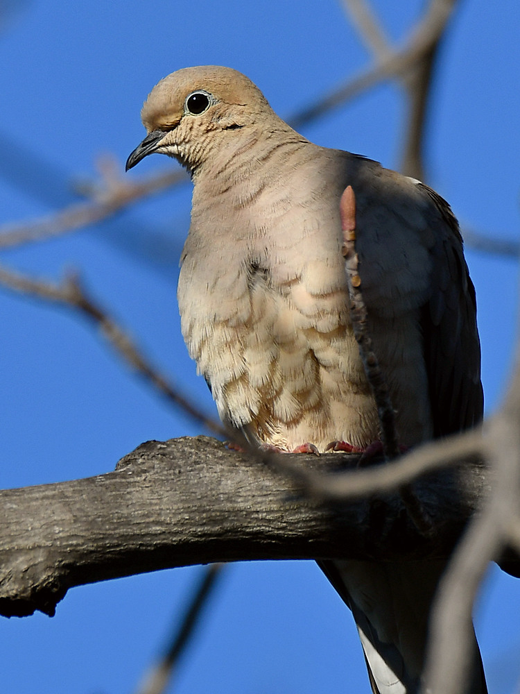 Dove.jpg
