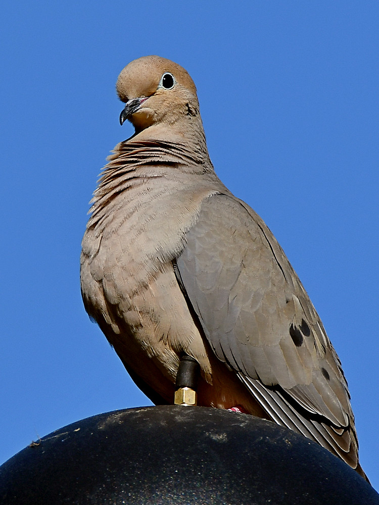 Dove.jpg