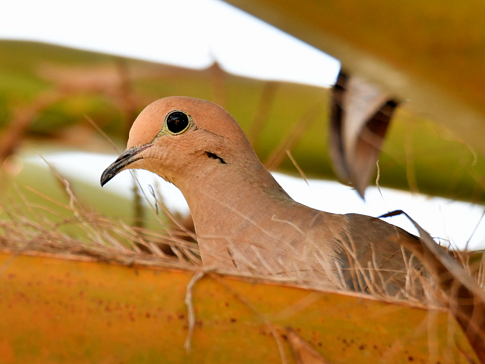 Dove.jpg